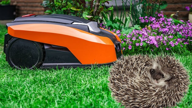 Hedgehogs do not flee in case of danger, but curl up. But they are not the only ones at risk from robotic lawnmowers. (Bild: Krone KREATIV; stock.adobe.com)