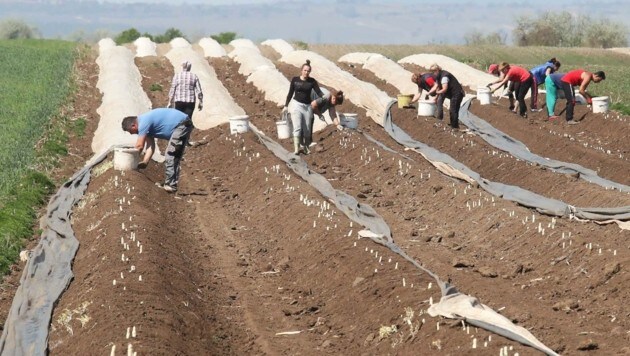 Los cultivadores de espárragos carecen de ayudantes para la cosecha.  (Imagen: Judt Reinhard)