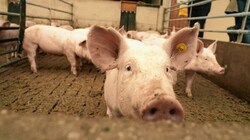 Neben Vollspaltenböden gibt es auch Teilspaltenböden oder die Tierwohl-Strohhaltung, viele Schweine haben dabei auch einen Auslauf in ein Freigehege. (Bild: Sepp Pail)