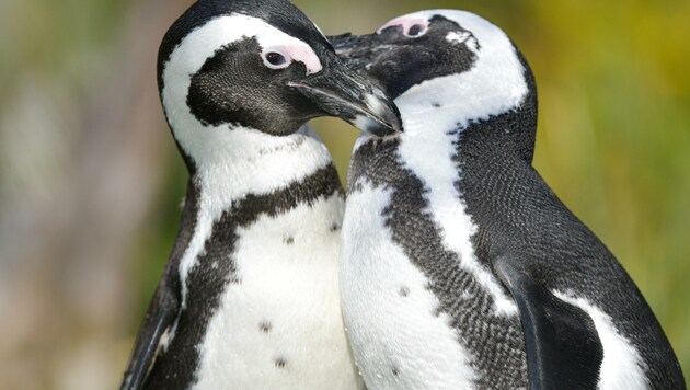 Die Pinguine vom Zoo Salzburg (Bild: Kerstin Joensson)