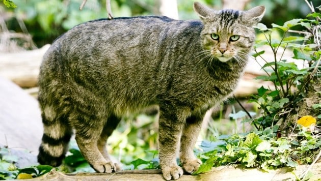 Wildkatzen erobern sich an der Thaya und in der Wachau wieder Lebensräume im weiten Land zurück. (Bild: Mathis Fotografie)