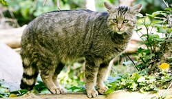 Wildkatzen erobern sich an der Thaya und in der Wachau wieder Lebensräume im weiten Land zurück. (Bild: Mathis Fotografie)