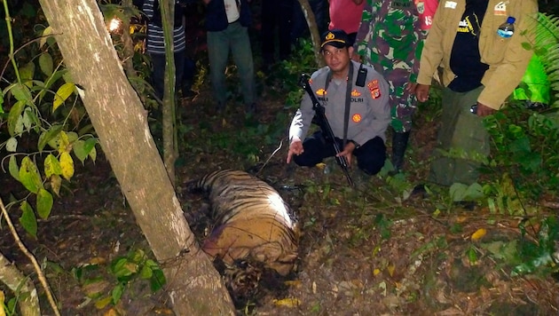 In Indonesien sind drei seltene Sumatra-Tiger in Fallen gestorben. (Bild: AP)