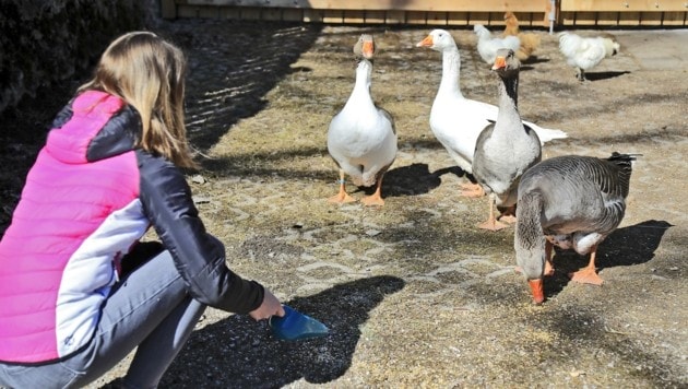 A los cuatro gansos les encanta que los visitantes les den de comer.  (Imagen: Christof Birbaumer)