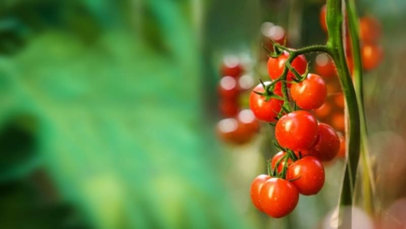 Einer der „Stars“ der nachhaltigen Produktion ist die Blumauer Tomate, die gemeinsam mit dem Blumauer Spitzpaprika ab sofort bei Spar in ganz Österreich verfügbar ist. (Bild: Philip Platzer)