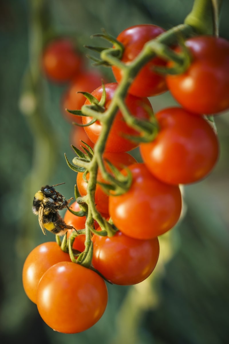 Diese besondere Behandlung macht die Blumauer Tomate laut Konsumentenbefragungen zur geschmackvollsten Tomate des Landes. (Bild: Philip Platzer)