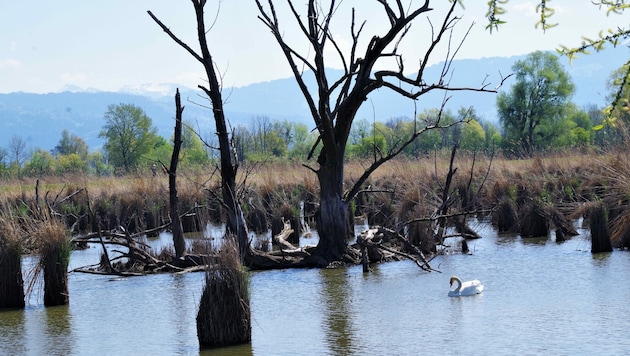 Im Naturschutzgebiet Rheindelta ist die Vogelgrippe ausgebrochen. (Bild: Rubina Bergauer)