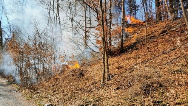 Durch ein angezündetes Schulheft entwickelte sich vergangenen März in Viktring der Waldbrand. (Bild: BF Klagenfurt)