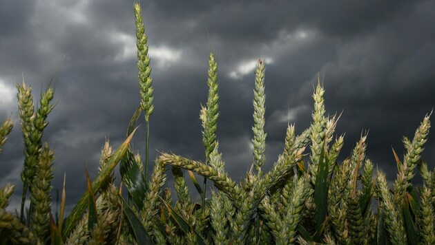Düstere Zeiten für Getreide in der Ukraine (Bild: APA/dpa/Uwe Zucchi)