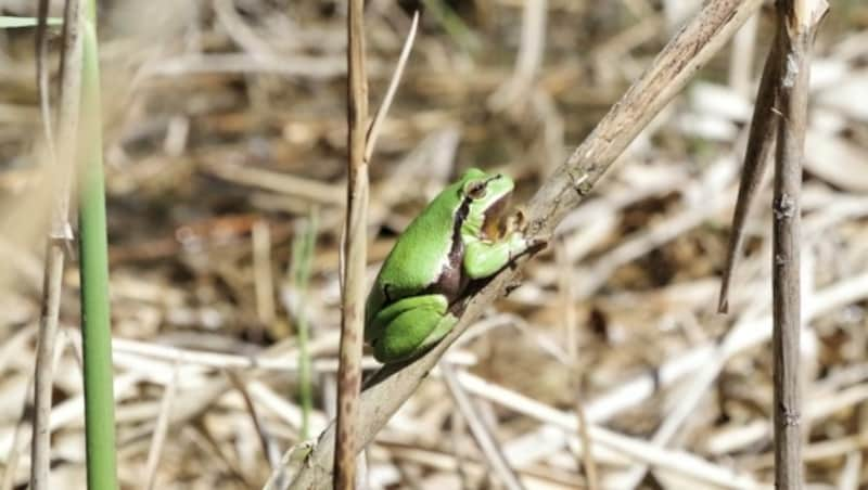 Der Laubfrosch. (Bild: Privat)