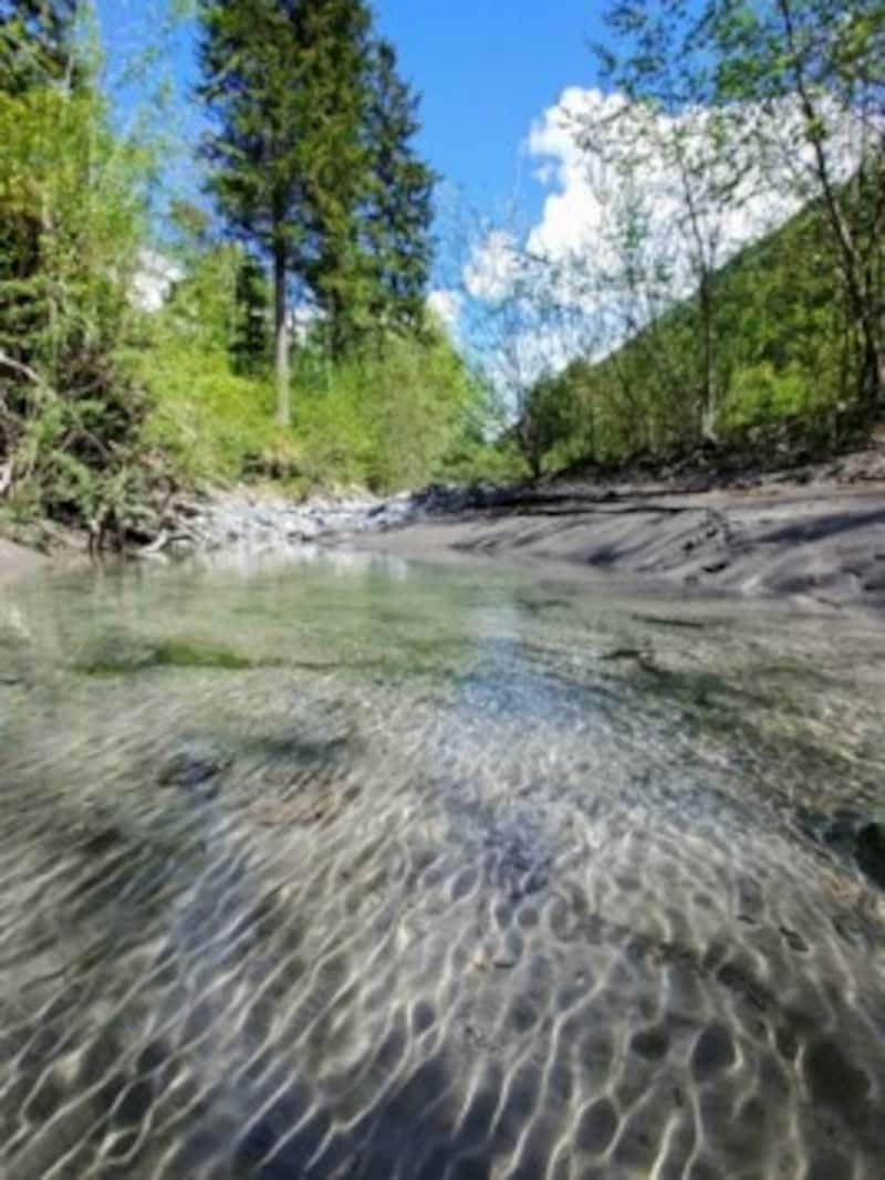 Frosch, Salamander und Co. lieben Sumpfgebiete, Schwemmland, naturbelassene Wiesen und wilde Tümpel. (Bild: Privat)