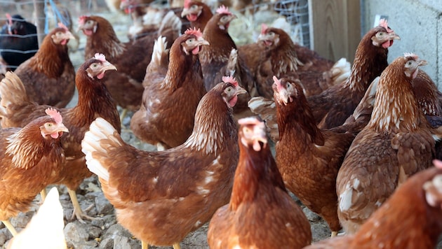 28.000 Hühner und Kücken zu Spitzenzeiten: Diese Zahl bereitet vielen Bewohnern Sorgen. Sie befürchten Lärm und Gestank. (Bild: Juergen Radspieler)