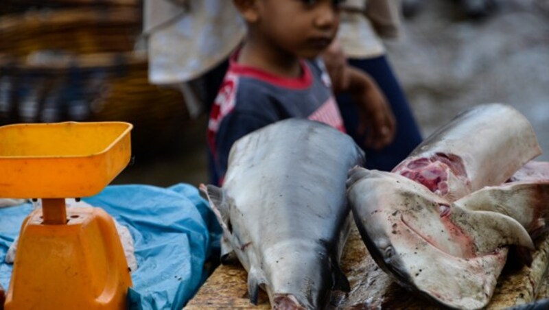 Haifleisch gelangt oft falsch etikettiert auf den Markt. (Bild: CHAIDEER MAHYUDDIN / AFP)