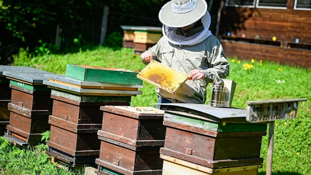 Endlich summt es wieder: Martin Maurer schaut auf die Bienenstöcke im Imkereizentrum OÖ (Bild: Alexander Schwarzl)