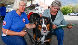 Auch Berner Sennenhund Wilma unterstützt die Salzburger Tierretter bei ihrem wichtigen Vorhaben. Um das Problem stadtpolitisch zu behandeln, fehlen noch rund 1200 Stimmen. (Bild: Tschepp Markus)