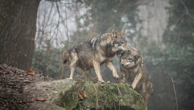 Ende Mai beginnt die Almsaison, doch immer mehr Bauern wollen ihre Tiere aus Angst vor dem Wolf nicht mehr auftreiben (Bild: Manfred Binder)