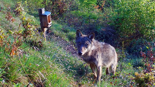 Der Wolf wurde in Rein gesichtet, er schaut direkt in die Wildkamera. (Bild: zVg)