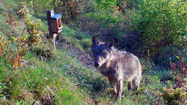 Der Wolf wurde in Rein gesichtet, er schaut direkt in die Wildkamera. (Bild: zVg)