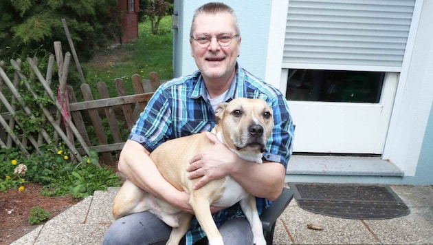 Robert Köck und „Gnocchi“ sind bereits ein Herz und eine Seele. Der Staffordshire Terrier bekam nach zehn Jahren im Kremser Tierheim bei der Familie in Teesdorf ein neues Zuhause. (Bild: Judt Reinhard)