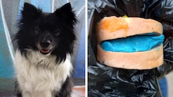 Der fünfjährige Spitz-Border-Collie-Mix „Finnick“ hat auf das Kommando seiner Besitzerin gehört. Theresia L. ist sich sicher: „Mein kleiner Held hat an dem Tag auch andere gerettet.“ (Bild: Krone KREATIV; Theresia L)