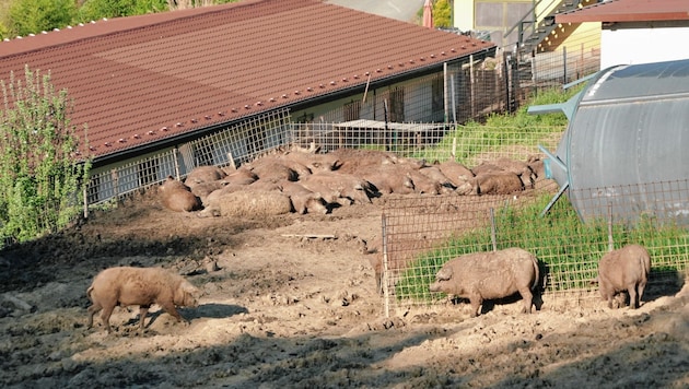 Aktuell sind noch Hunderte Mangalitza-Schweine am „La Goia“-Hof in der Oststeiermark (Bild: Sepp Pail)