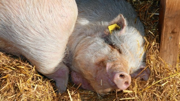 Den Melcherhof in Grafenstein kann man als das kärntnerische Gut Aiderbichl bezeichnen. Zahlreiche Nutztiere können dort ein schönes Leben leben. (Bild: Fischer Claudia)