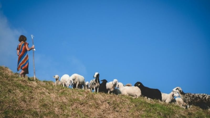 Die Schafherden der Kärntner Bauern sind klein, denn das Tierwohl ist wichtig (Bild: Wallner Hannes)