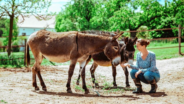 Ein Gnadenhof für Tiere in Not: Pferde und andere Nutztiere versorgt Stefanie Gruarin mit ihrer Tierhilfe Horsearound. (Bild: fotofraller.at)