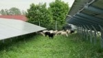Schafe sorgen im Solarkraftwerk für Durchblick. (Bild: Privat)