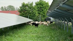 Schafe sorgen im Solarkraftwerk für Durchblick. (Bild: Privat)