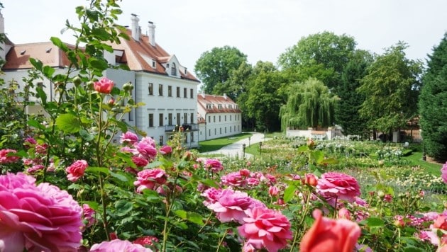 Auf Schloss Thalheim wartet am Sonntag ein stimmungsvolles Muttertagskonzert. (Bild: Schloss Thalheim)