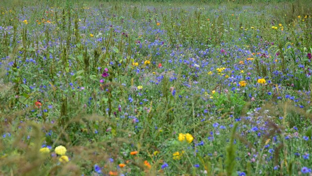 Bunte Blumenwiesen sind rar geworden. Dabei sind sie für die Artenvielfalt besonders wichtig. (Bild: KS)