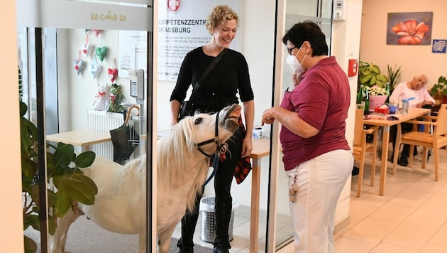 Pony "Buddy" besucht die Bewohner des Pflegeheimes in Drassburg regelmäßig. (Bild: P. Huber)