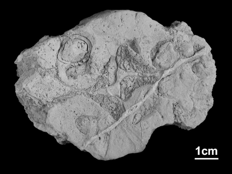 Die Schnauze ist 130 Millionen Jahre alt. (Bild: NHM Wien, Alexander Lukeneder)