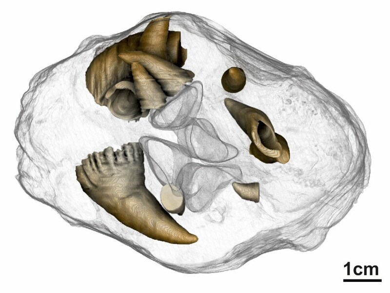 Eine CT-Rekonstruktion (Bild: NHM Wien, Alexander Lukeneder)