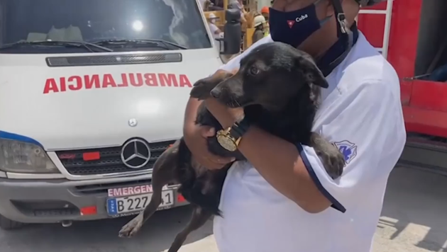 Der Labrador hatte Glück im Unglück. (Bild: kameraOne/Screenshot)