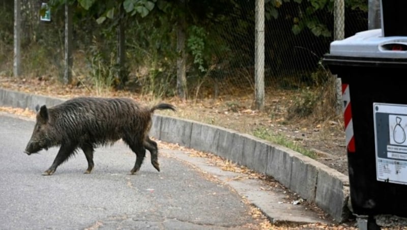 Wildschwein in Rom (Bild: AFP)
