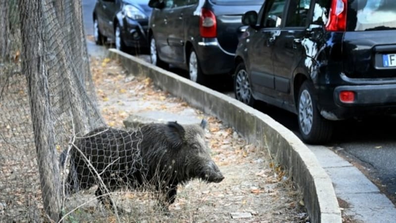 (Bild: AFP)