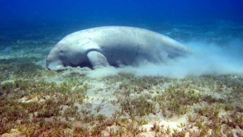 Seekuh vor Marsa Alam (Bild: © Axel Heimken / Greenpeace)