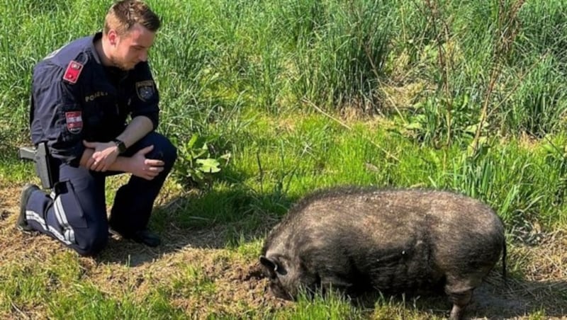 Wem gehört dieses Hängebauchschwein? (Bild: ICARA Tierrettung)