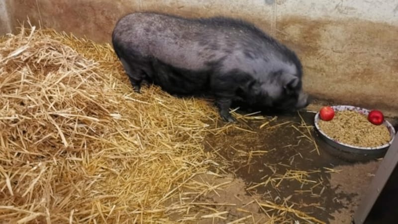 Vietnamesisches Hängebauchschwein mit viel Appetit (Bild: ICARA Tierrettung)