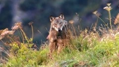 Ein recht hungriger Wolf macht derzeit in Vorarlberg Probleme.  (Bild: Hannes Wallner)