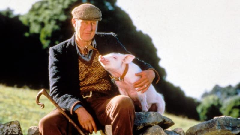 James Cromwell „Ein Schweinchen namens Babe“ (Bild: KENNEDY MILLER PRODUCTIONS / Mary Evans / picturedesk.com)