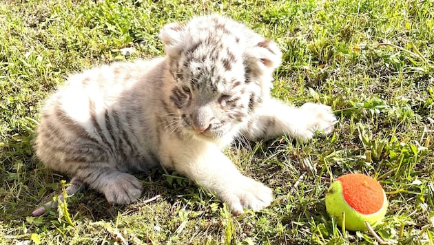 „Mikita“ ist die neue Sensation im Weißen Zoo in Kernhof. Das weiße bengalische Tigerbaby ist knapp über einen Monat alt und wird sich am kommenden Wochenende erstmals den Tierpark-Besuchern zeigen. (Bild: Herbert Eder)