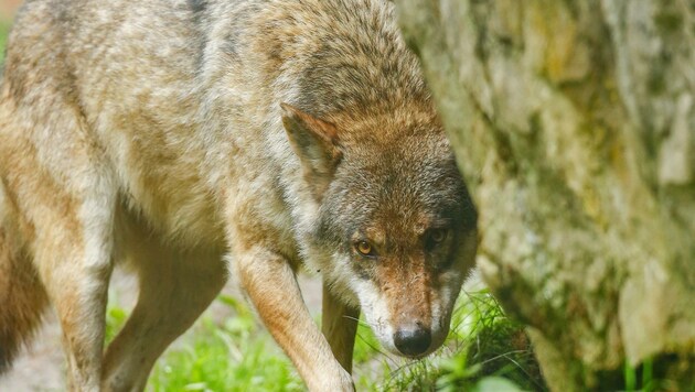 In diesem Jahr hält sich der Wolf in Salzburg noch zurück. Bislang gibt es erst einen DNA-Nachweis. (Bild: Gerhard Schiel)