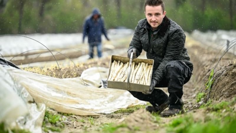 Der Mai ist die Zeit der Haupternte: Rudolf Lindinger hat eine gute Hand für das delikate Frischgemüse. (Bild: Alexander Schwarzl)