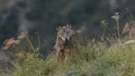 Dieser Wolf ist in den Karnischen Alpen unterwegs. Er ist bei weitem nicht alleine! (Bild: Wallner Hannes)