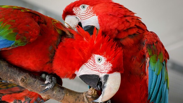 Ara-Papageien brauchen zum Glücklichsein mindestens einen Partner, viel Platz und Fürsorge. (Bild: ARGE-Papageienschutz)