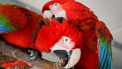 Ara-Papageien brauchen zum Glücklichsein mindestens einen Partner, viel Platz und Fürsorge. (Bild: ARGE-Papageienschutz)