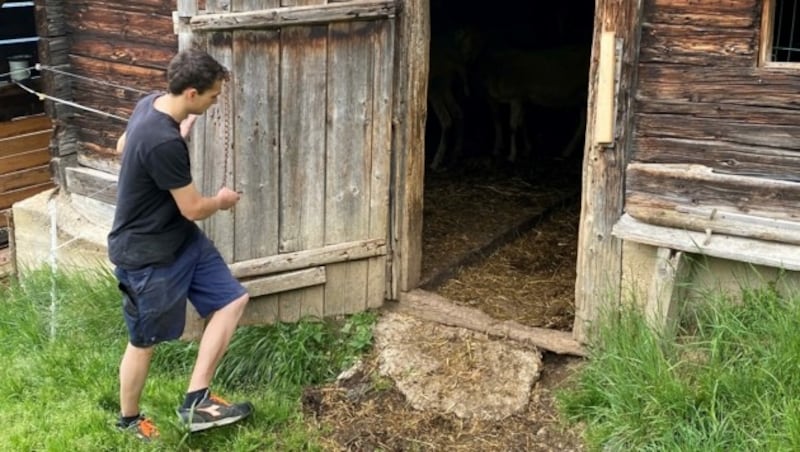 Der junge Schafbauer muss die Stalltür zeitweise zusperren (Bild: ZOOM.TIROL)